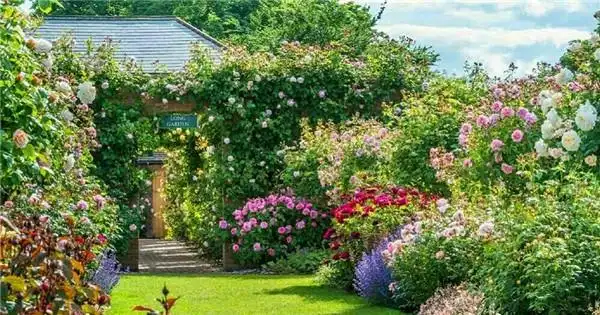 江苏一女主在自家小院栽满鲜花,满园飘香,真美呀