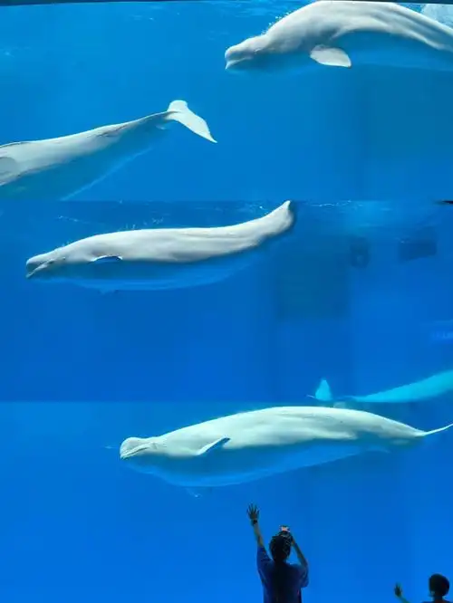 成都必打卡的海洋馆7515超多海洋动物,简直就是海底世界7515