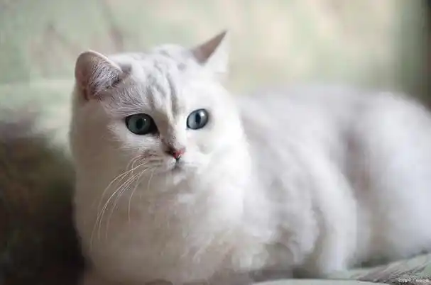 快来看看纯种银渐层猫的模样长啥样?