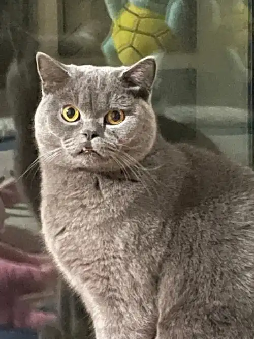 蓝猫的表情都是这样的吗一脸无辜的样子