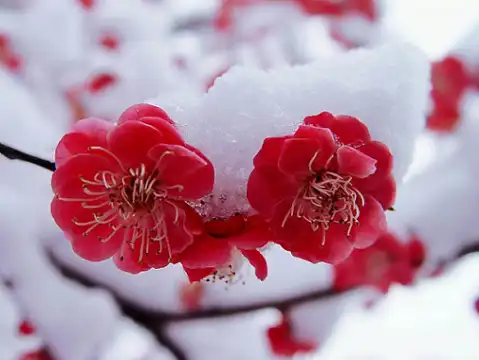 红梅似火英姿豪, 淫雪寒冰颜更娇.