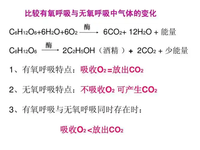 《呼吸作用》重点难点总结ppt