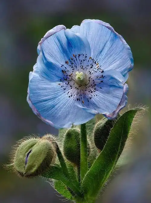 在自然的大花园里,植物开花的色彩艳丽缤纷,但唯独蓝色调的花最为稀有