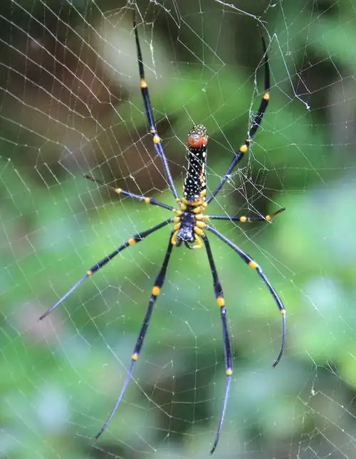 这是哪种蜘蛛?