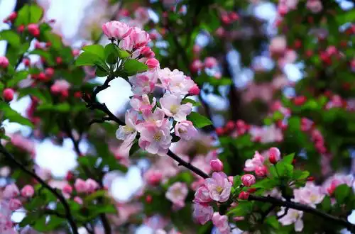 海棠花为春天带来生机,使春天五彩缤纷,我爱那美丽的海棠花.