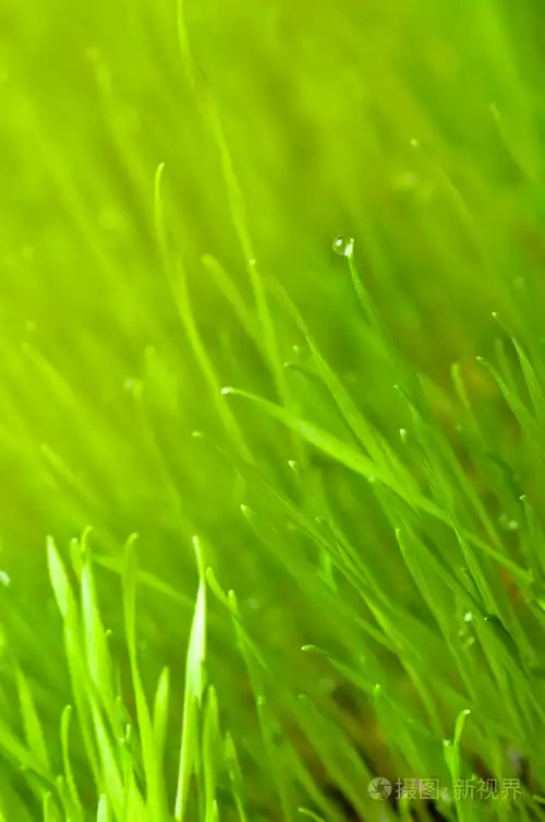 绿色春天草背景