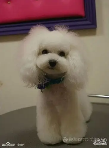 泰迪熊的几种发型(萌死了)