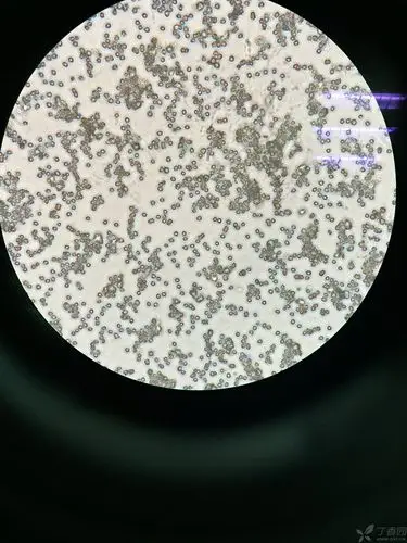 有人做过小鼠腹腔巨噬细胞吞噬鸡红细胞实验么?