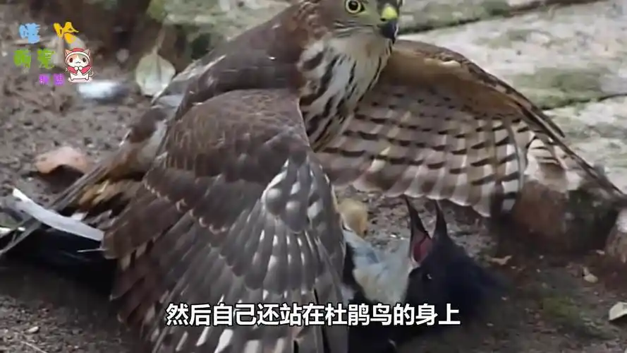 老鹰拔杜鹃鸟毛,杜鹃鸟就反抗的挣扎,镜头拍下全过程!