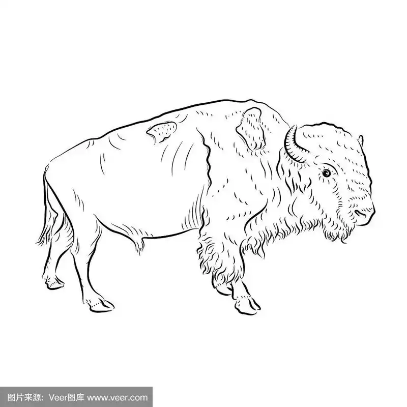 美洲野牛,艺术,形状,食草动物,职权