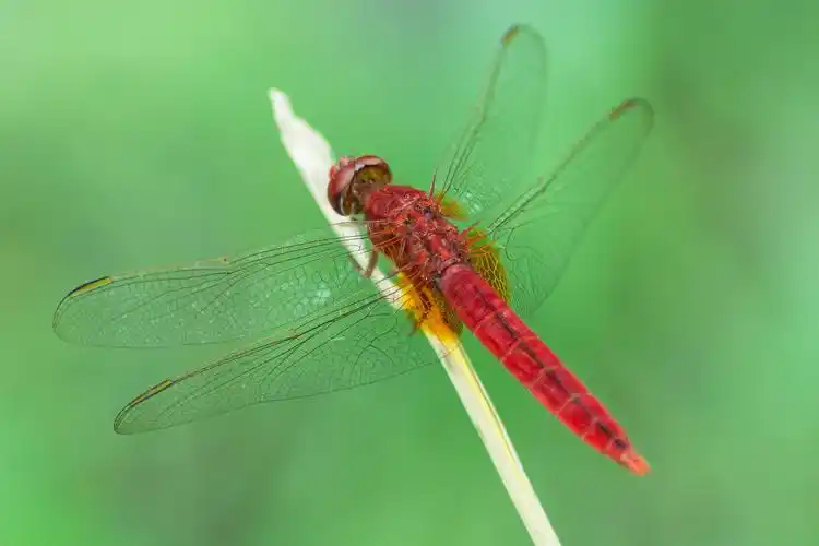 红蜻蜓