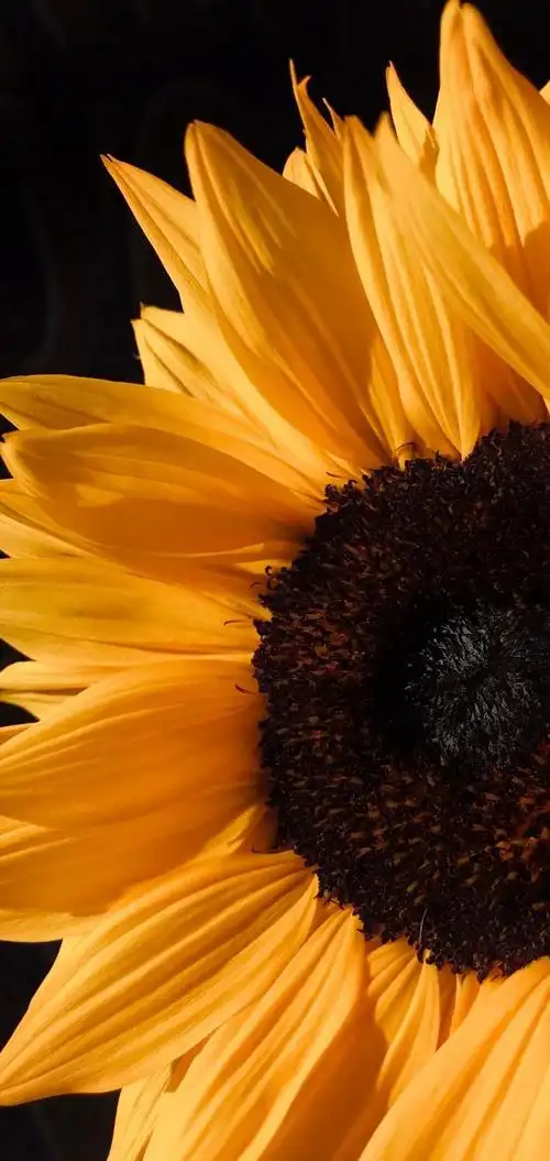 是我此生最美的风景,很有意境的唯美图片女生(9张超有意境的风景壁纸)