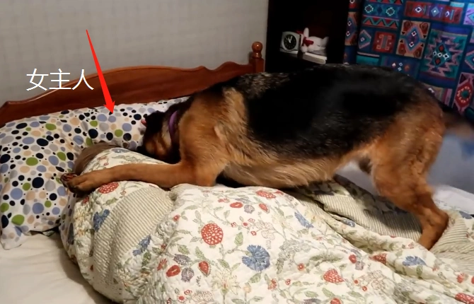 德牧刚满4岁,女主人却遭了3年的"罪",狗子真是操碎了心_成金毛