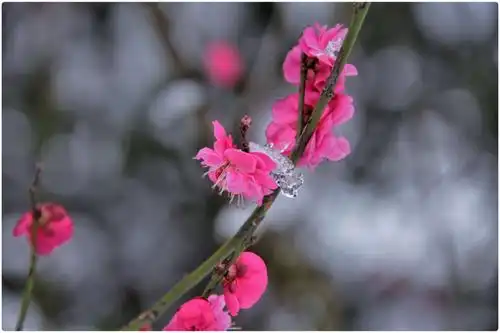 梅花傲雪迎春