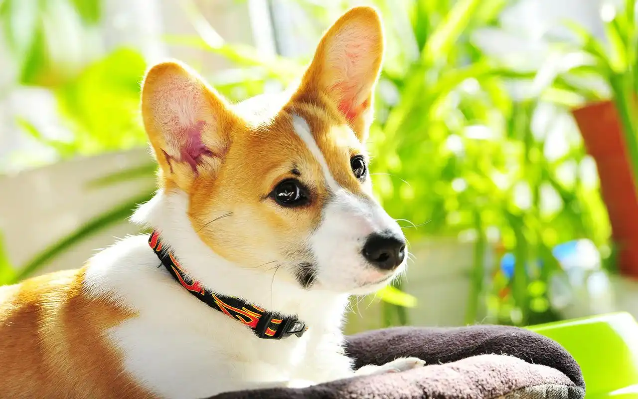 可爱萌宠柯基犬图片高清桌面壁纸