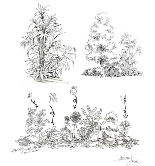 园林植物手绘