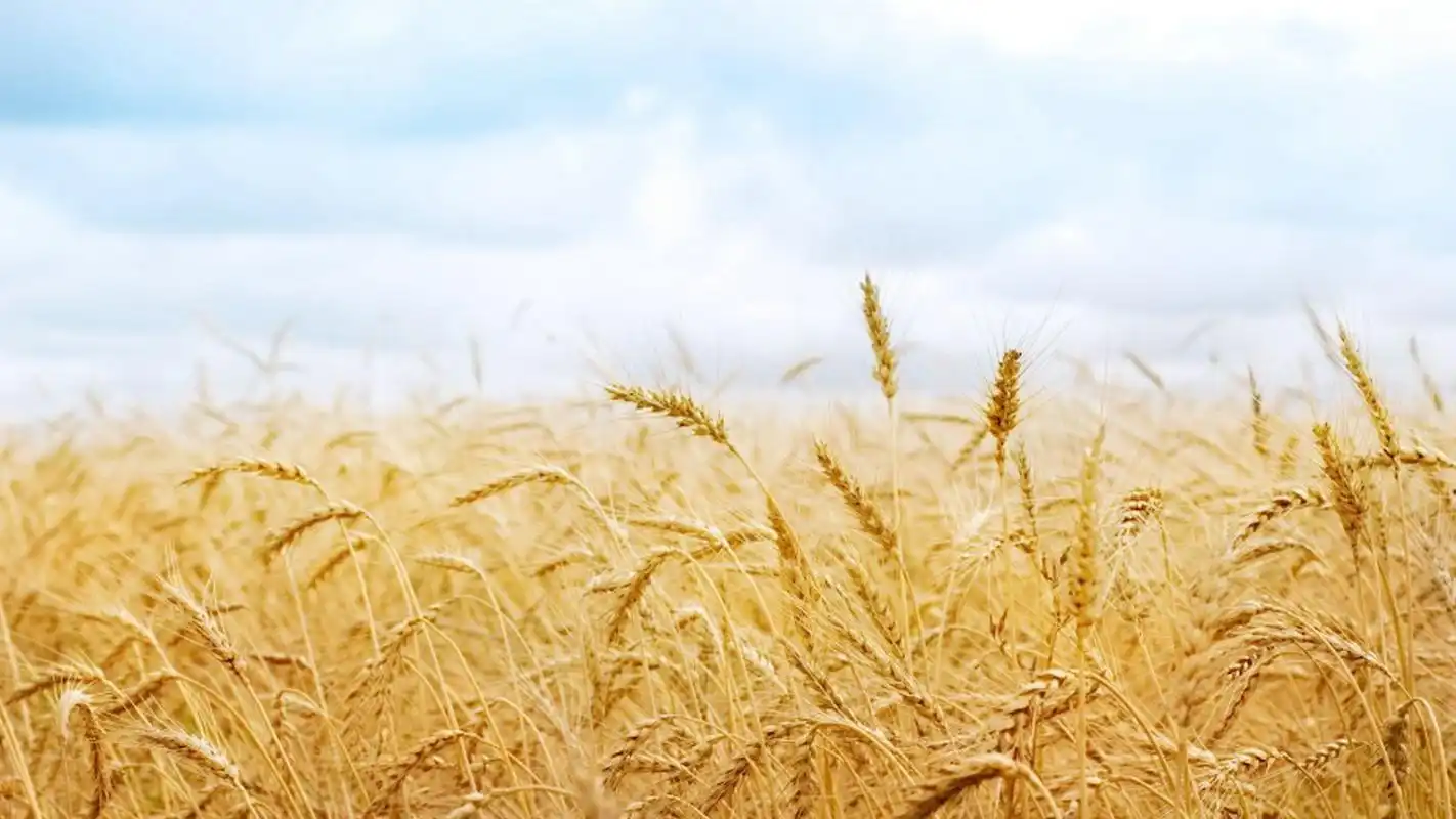 风景自然景观意境麦苗麦田秋天收获风景大片壁纸