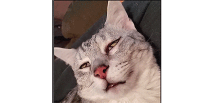 小猫咪睡觉为什么动来动去?是在做梦吗?