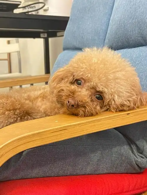 之后就再也不会有这个动作和意识了也不乱啦,只会在自家的狗厕所拉,能