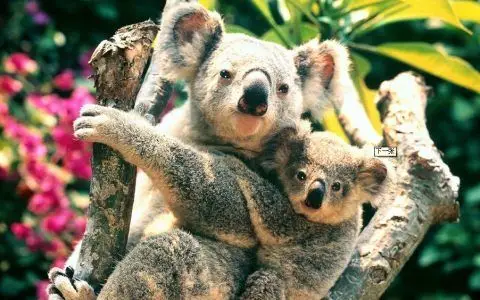 情侣考拉式拥抱图片,什么歌的歌词 男声 我想给