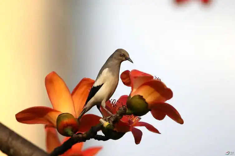 木棉花上掠鸟