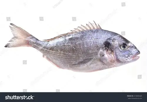 剑鱼鱼-动物/野生生物,食品及饮料-海洛创意(hellorf)-shutterstock