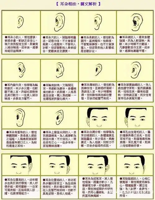 耳朵类型图解