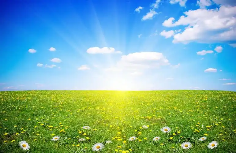 清新明亮春天蓝天白云阳光下一望无际广阔的开满鲜花的草地风景图