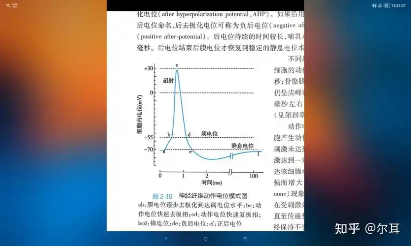 运动生理学的动作电位中,去极化是不是只在超射的上升部分? - 知乎