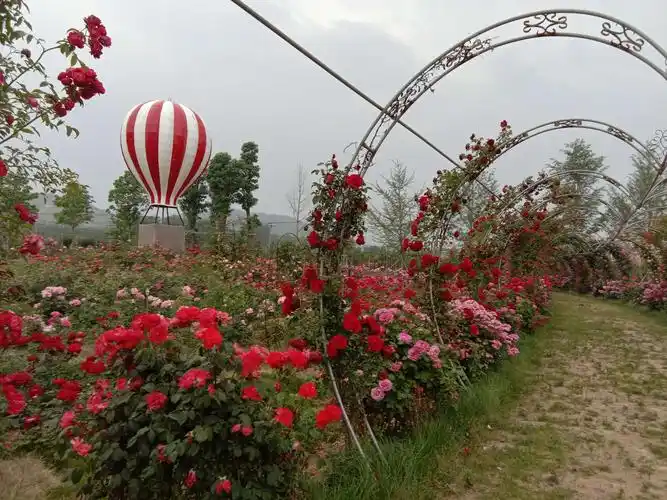 浪漫玫瑰花海惊艳西海岸