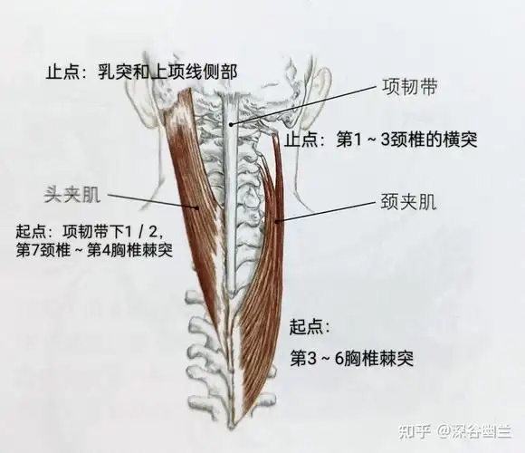 转头颈痛的调理 - 知乎