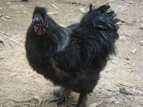 kongyongmei的相册-黑羽乌鸡