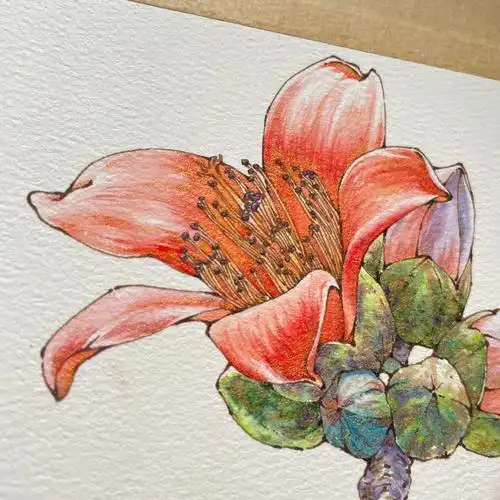 钢笔淡彩木棉花水彩花卉内有线稿