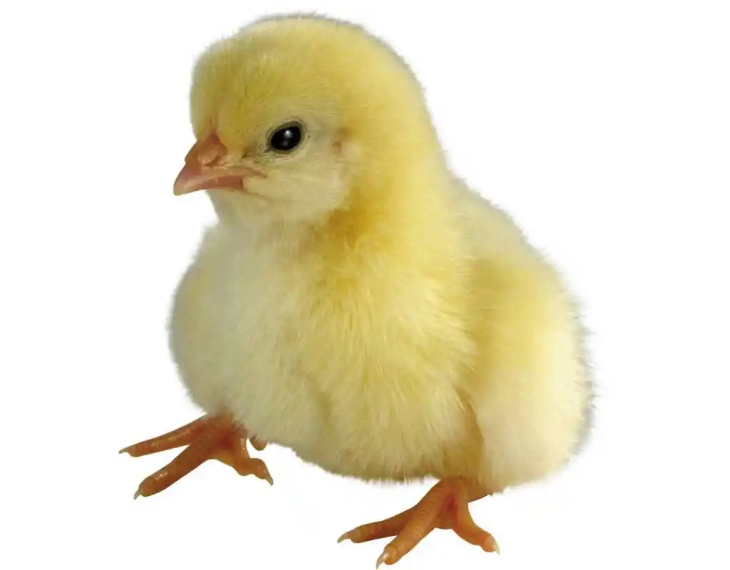 毛茸茸的小鸡桌面清晰背景图片(二)