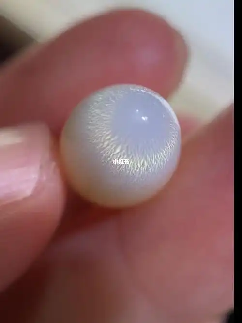 稀有罕见双色三彩火焰纹天然海螺野生珍珠