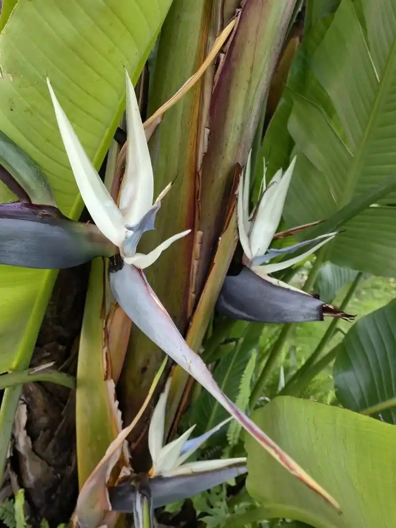 的天堂鸟--鹤望兰94 【大鹤望兰】:别名尼可拉鹤望兰,尼古拉鹤望兰