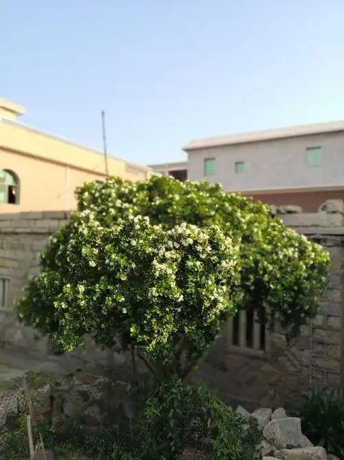 七里香或说黄金桂的芳香