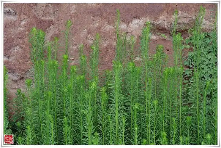 问您 这是什么植物?