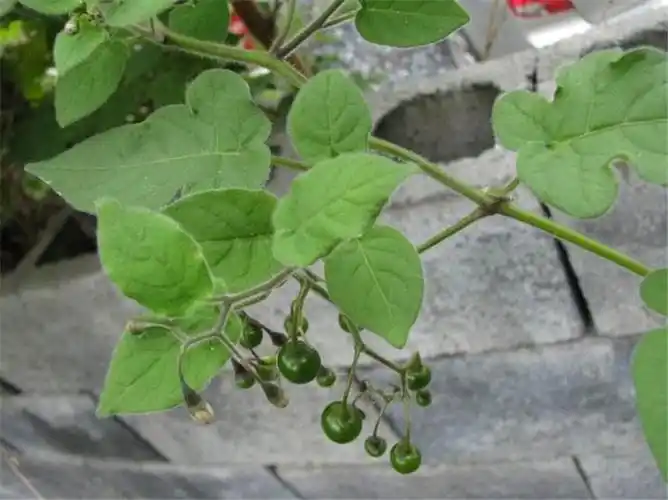 泰山野生新鲜白英白毛藤山甜菜白草白幕排风草天灯笼和尚头草包邮