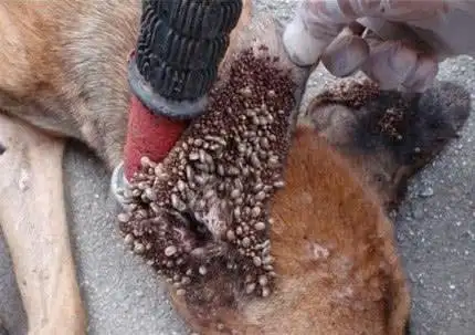 4张让人头皮发麻的图片没人敢盯着超过15秒图4一眼就腿软