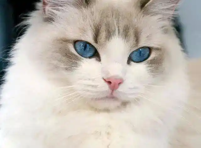 最适合女生来养的4种猫,布偶猫上榜,图4优雅漂亮!_猫咪