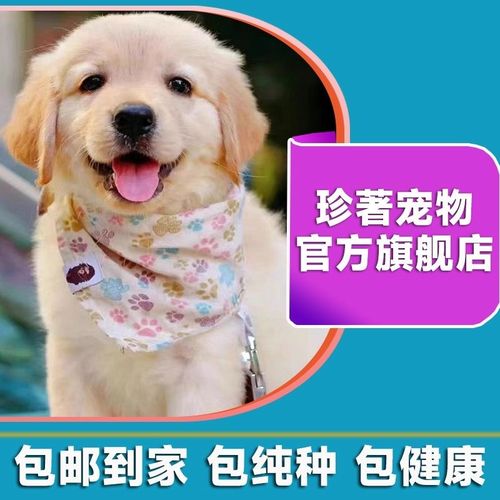 金毛幼犬纯种金毛幼犬小奶狗小狗幼犬狗狗幼犬宠物狗金毛犬幼犬