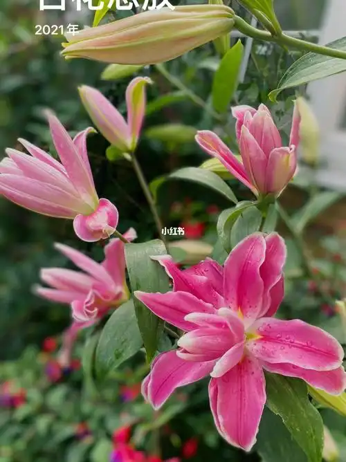 手机自动生成的2021年部分花儿