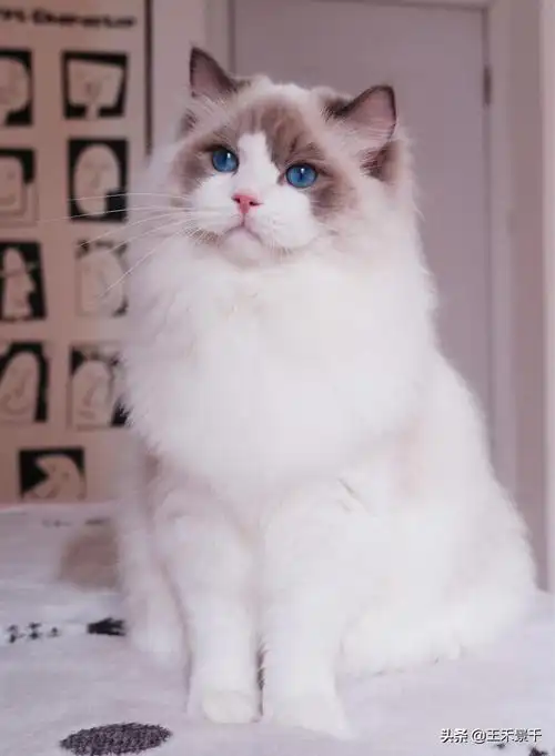 全世界最美猫咪附图片