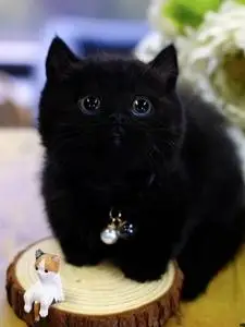家养纯黑英短 玄猫妖猫传同款黑猫幼猫小可爱
