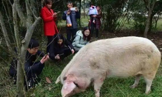 当年汶川地震中那头"猪坚强"现在过得怎么样了?