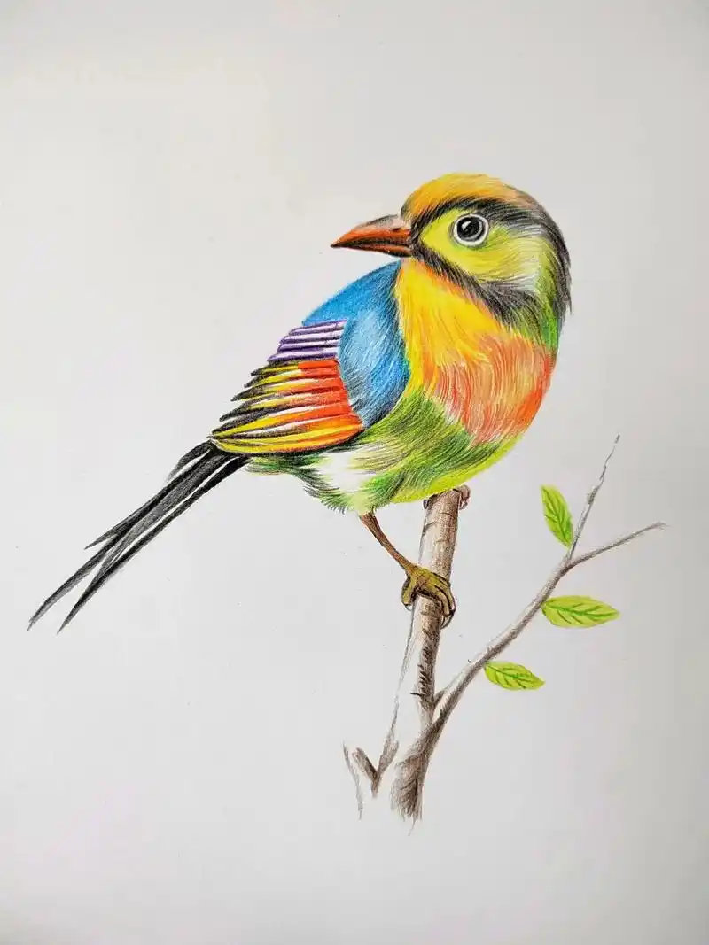 画画 #铅笔画#彩铅画#零基 - 抖音