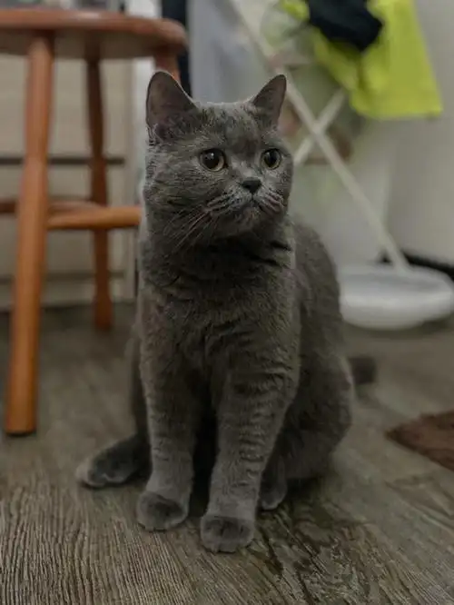 英短毛猫我家的宝