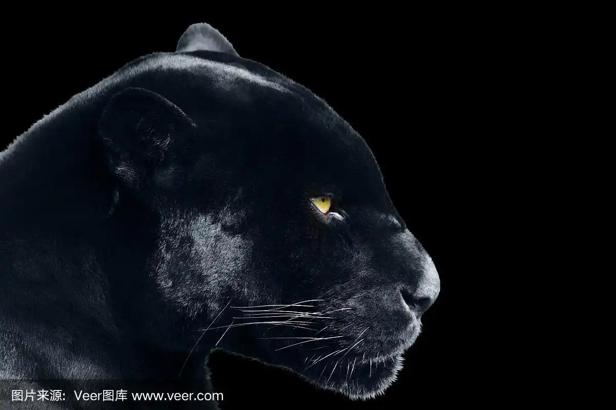 黑色背景上的黑色美洲豹