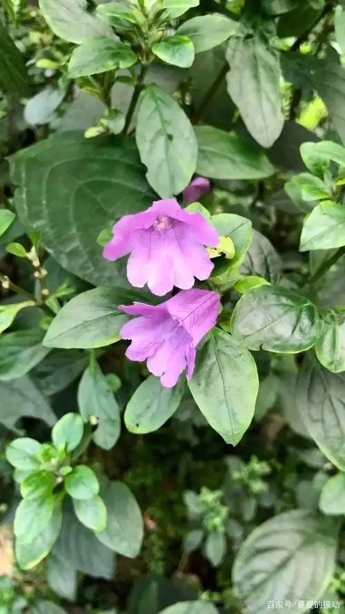 花草木杂记——板蓝